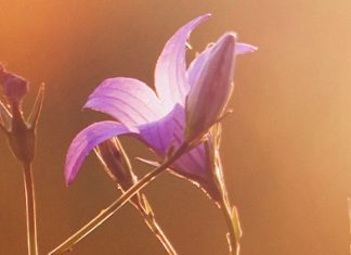 El dulce aroma de Cristo