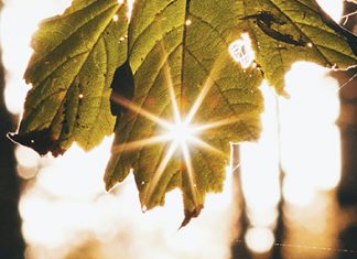 Un huésped inesperado