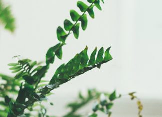 Alegría en lo insignificante