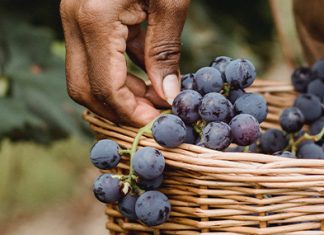 Un verdadero discípulo de Jesús