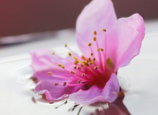 Esforzado y valiente