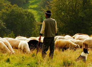 Gran sabiduría y mil ojos