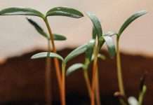 El efecto del nuevo comienzo