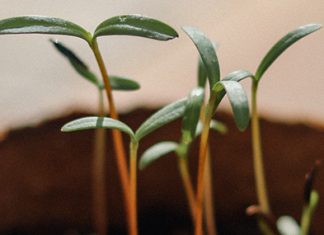 El efecto del nuevo comienzo