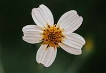 Vida mediante la muerte