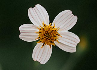 Vida mediante la muerte