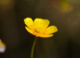 Testigos donde trabajamos