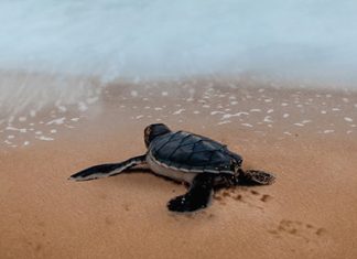 El privilegio de la mayordomía
