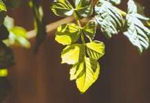 Necesitamos la ayuda de Dios