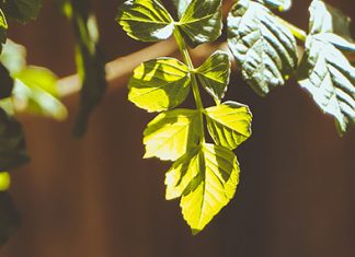 Necesitamos la ayuda de Dios