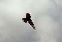 Fuerza para abandonar