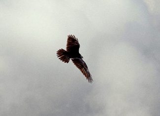 Fuerza para abandonar