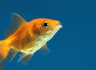 Monstruo, el pez dorado