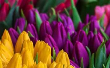 La metáfora del matrimonio