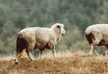 Escuchar a Cristo y no el caos