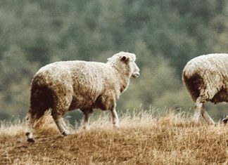 Escuchar a Cristo y no el caos