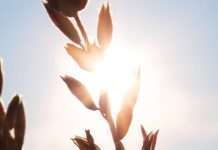 Dios redime nuestro dolor