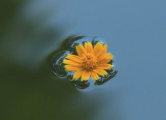 Gracias por el lunes