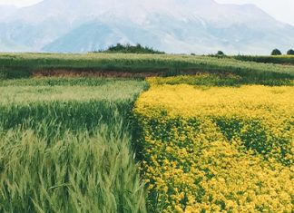 Ambas cosas son verdad