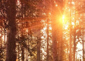 Esperanzas y anhelos