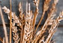 Aliento de comida rapida