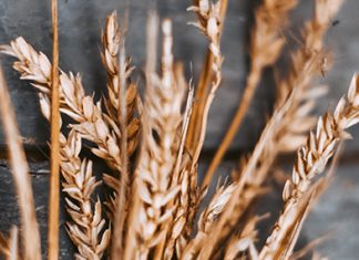 Aliento de comida rapida