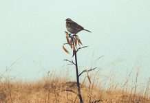 Adherirse a lo bueno