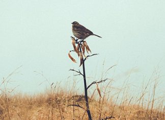 Adherirse a lo bueno