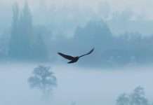 Nuestro Dios Compasivo