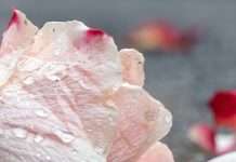 Bendición en las lágrimas