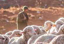 El buen pastor