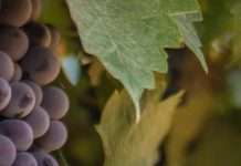 Restauración divina