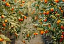 Generosidad que reanima