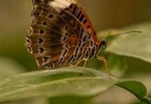 Fortaleza de la lucha