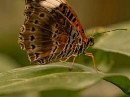 Fortaleza de la lucha